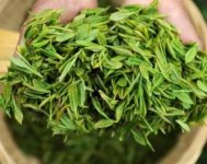 茶樹產(chǎn)量高嗎？一畝產(chǎn)多少斤？