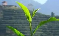 客田鎮(zhèn)：茶樹吐新芽，茶農(nóng)喜增收